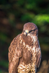 Close up at a Buzzard looking down