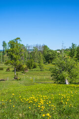 Globeflower blooming in the sunshine on a meadow