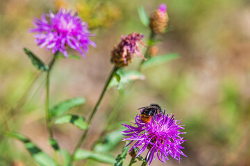 Foraging Red-shanked bumblebee pollinating a  brown ray knapweed flower