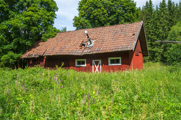 Obraz premium Old red barn on a flowering meadow