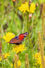 Colorful Peacock butterfly perched on a yellow wildflower