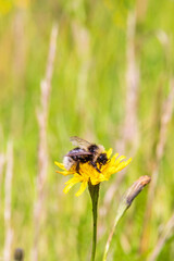 Gypsy cuckoo bumblebee sitting on a wildflower in a meadow