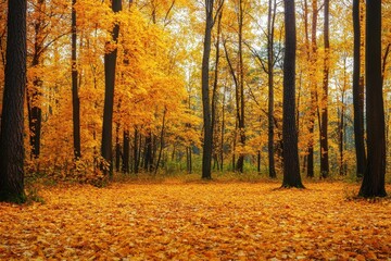 Obraz premium Autumn Forest: A breathtaking panorama of a forest ablaze with the vibrant colors of autumn, a symphony of golden leaves and towering trees, capturing the serene beauty of nature's transition.