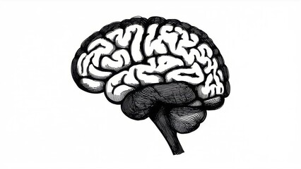 human brain on white background