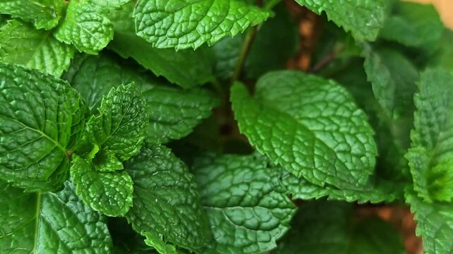 Fresh leaf mint green herbs.