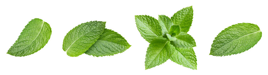 Mint leaf isolated on white background © Maks Peoplenko