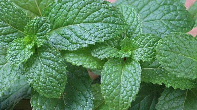 Pattern of green mint leaves, top view.