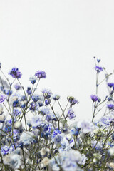 Naklejka premium White background and purple gypsum flower