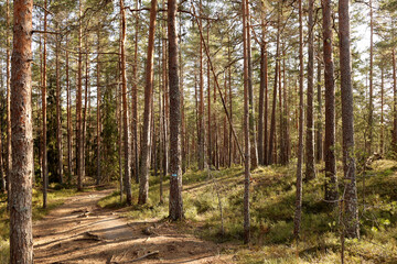 Obraz premium Forest