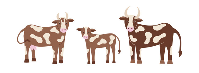 Cow, bull and calf cliparts isolated on white background. Farming concept, animals, livestock. Vector flat illustration of cow family.