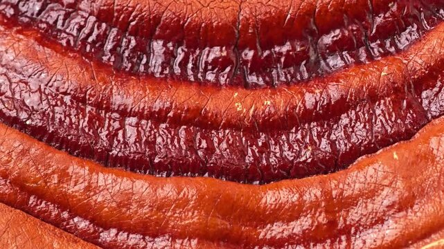 Red reishi or lingzhi mushroom, zoom in.