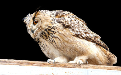 A brown owl is sitting on a wooden post