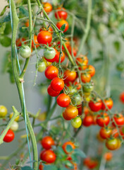 A bunch of red tomatoes hanging from a plant