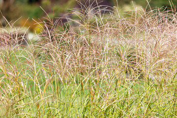 Fototapeta premium A field of tall grass with a few weeds in it
