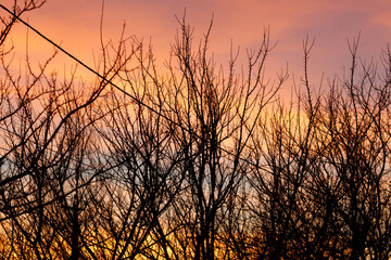 The sky is orange and the trees are bare