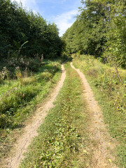 Obraz premium A dirt road with a few trees in the background