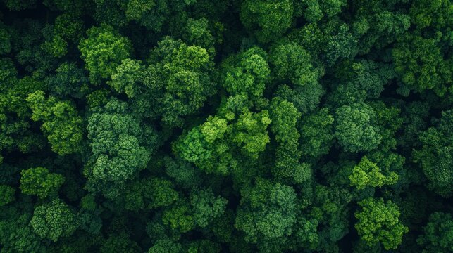 Aerial view of vibrant green canopy illustrating nature's intricate patterns