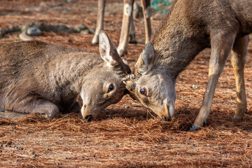 Fototapeta premium Pair of wild deer in Nara Park, Nara, Japan, butting heads. There are approximately 1200 wild deer who roam freely through the city. 