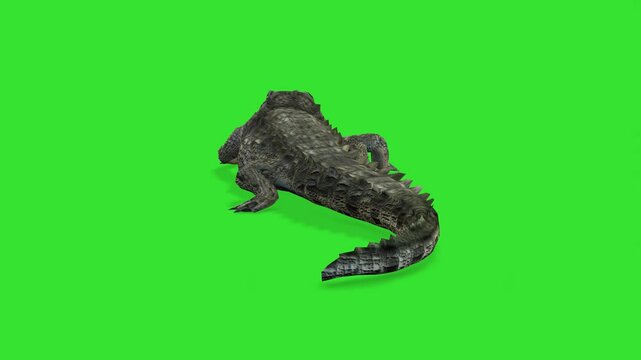 Back view walking of danger crocodile animal green screen or chroma key video clip art 
