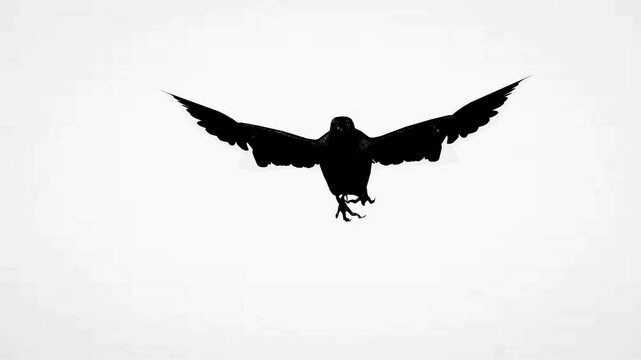 Back view angle flying black crow in the sky birds white background video clip or motion animation video
