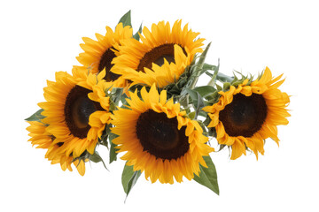 bouquet of sunflowers on transparent background