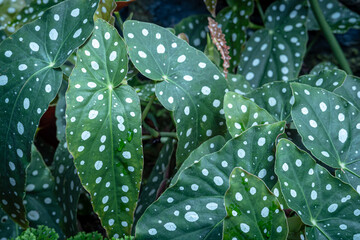 Begonia Maculata, one of the species of Begonia Plant, which is in a place with good care in a park in the city of Bogor