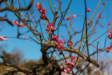 Closeup, deep red cherry blossoms in Osaka, Japan. 
