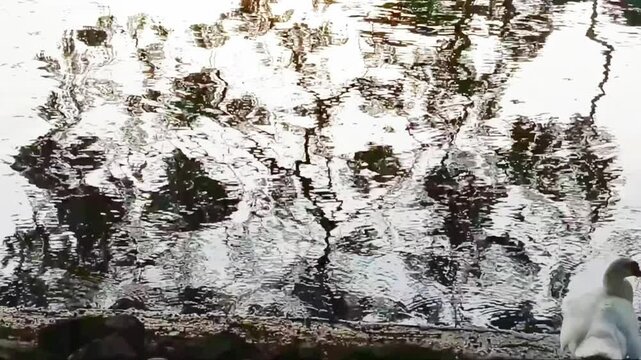 Water Surface of The Pond