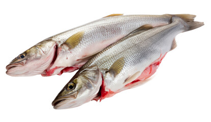 fresh sea bass fish isolated on white background