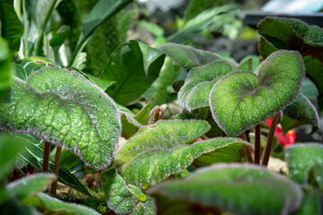Begonia Rex Bettina Rothschild, one of the species of Begonia Plant, which is in a place with good care in a park in the city of Bogor