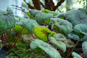 Begonia Rex Bettina Rothschild, one of the species of Begonia Plant, which is in a place with good care in a park in the city of Bogor