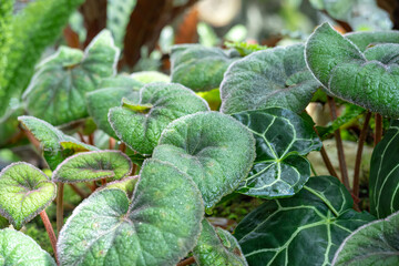 Begonia Rex Bettina Rothschild, one of the species of Begonia Plant, which is in a place with good care in a park in the city of Bogor