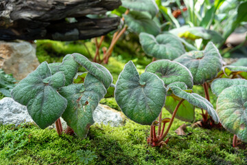 Begonia Rex Bettina Rothschild, one of the species of Begonia Plant, which is in a place with good care in a park in the city of Bogor