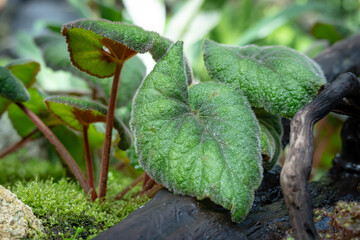 Begonia Rex Bettina Rothschild, one of the species of Begonia Plant, which is in a place with good care in a park in the city of Bogor