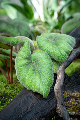 Begonia Rex Bettina Rothschild, one of the species of Begonia Plant, which is in a place with good care in a park in the city of Bogor