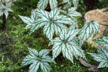 Begonia Hemsleyana also known as begonia Rasta silver, one of the species of Begonia Plant, who is in a place with good care in a park in the city of Bogor