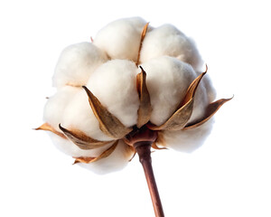 cotton flower isolated on transparent white background PNG. GENERATIVE AI