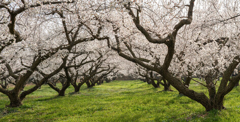 매화꽃이 활짝 핀 해남 보해매실농원의 풍경,2025년 3월 26일 현재 개화 상황.