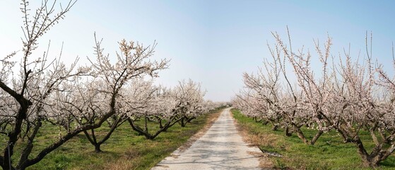 매화꽃이 활짝 핀 해남 보해매실농원의 풍경,2025년 3월 26일 현재 개화 상황.