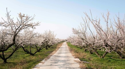매화꽃이 활짝 핀 해남 보해매실농원의 풍경,2025년 3월 26일 현재 개화 상황.