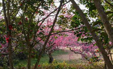 홍매화 꽃이 활짝 핀 해남 보해매실농원의 풍경, 2025년 3월 26일 현재 개화 상황.