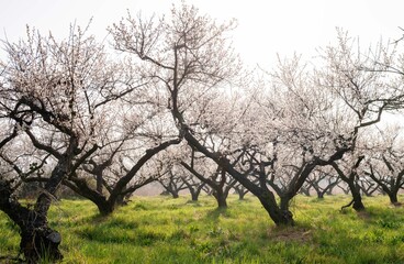 Fototapeta premium 매화꽃이 활짝 핀 해남 보해매실농원의 풍경,2025년 3월 26일 현재 개화 상황.