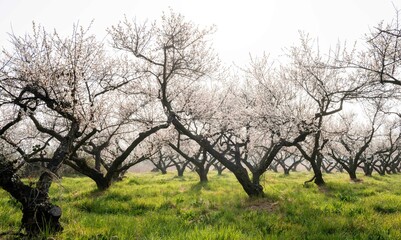 매화꽃이 활짝 핀 해남 보해매실농원의 풍경,2025년 3월 26일 현재 개화 상황.