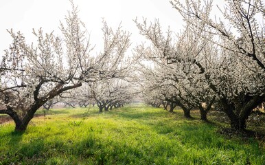 매화꽃이 활짝 핀 해남 보해매실농원의 풍경,2025년 3월 26일 현재 개화 상황.