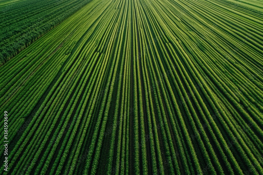 Aufkleber Minimalist aerial view of aligned green crop rows extending into the horizon under soft natural light Generative AI
