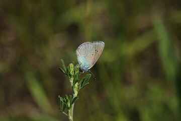 Glaucopsyche alexis, the green-underside blue