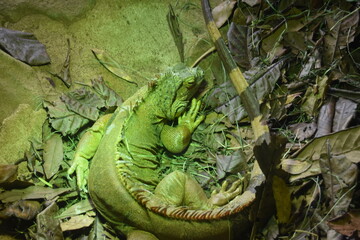 JIguana verde en zoo