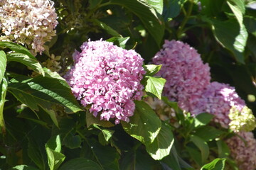 Hydrangea Macrophylla, Hortensia, Flor lila