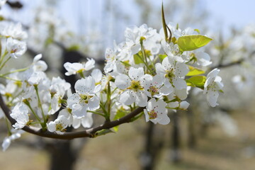 Pear flower in full bloom in spring