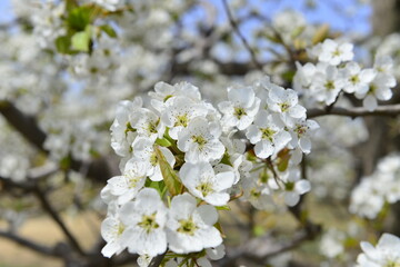 Pear flower in full bloom in spring
